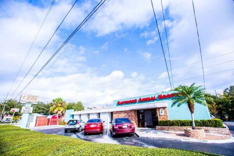 Bayshore Animal Hospital & Avian Practice in St. Petersburg, FL