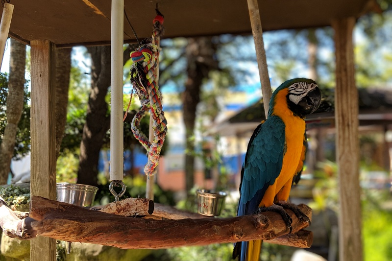 Avian & exotic pet care at Bayshore Animal Hospital & Avian Practice in St. Petersburg, FL